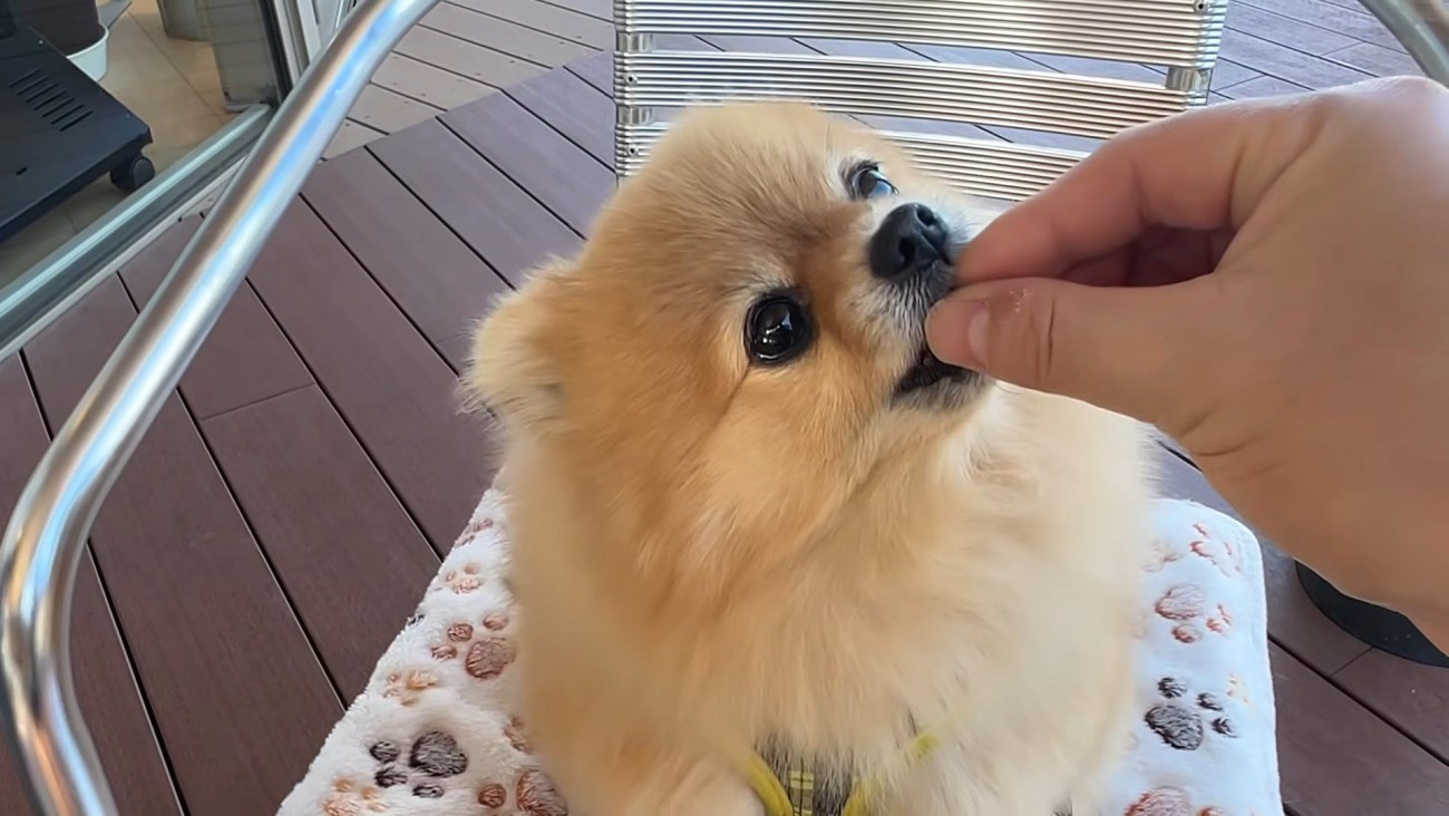 むぎちゃん用のオヤツをあげます