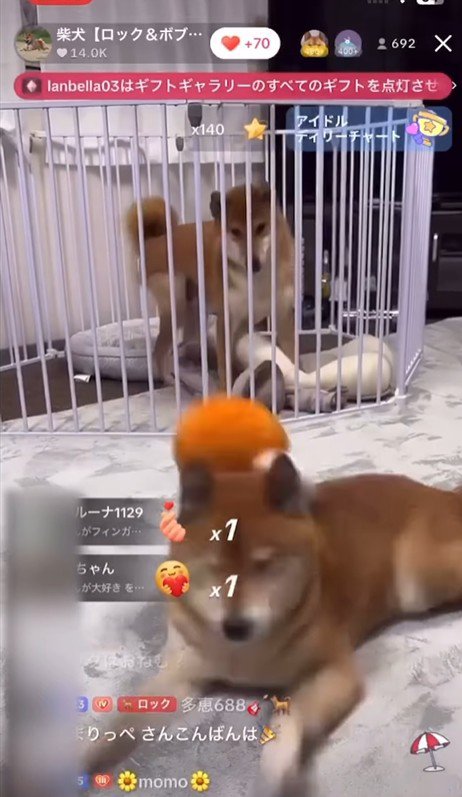 ロックくん＆ボブくんのハプニング5