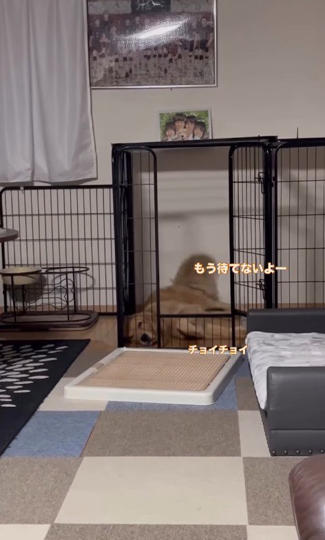 お姉ちゃん帰宅時のこむぎちゃん6