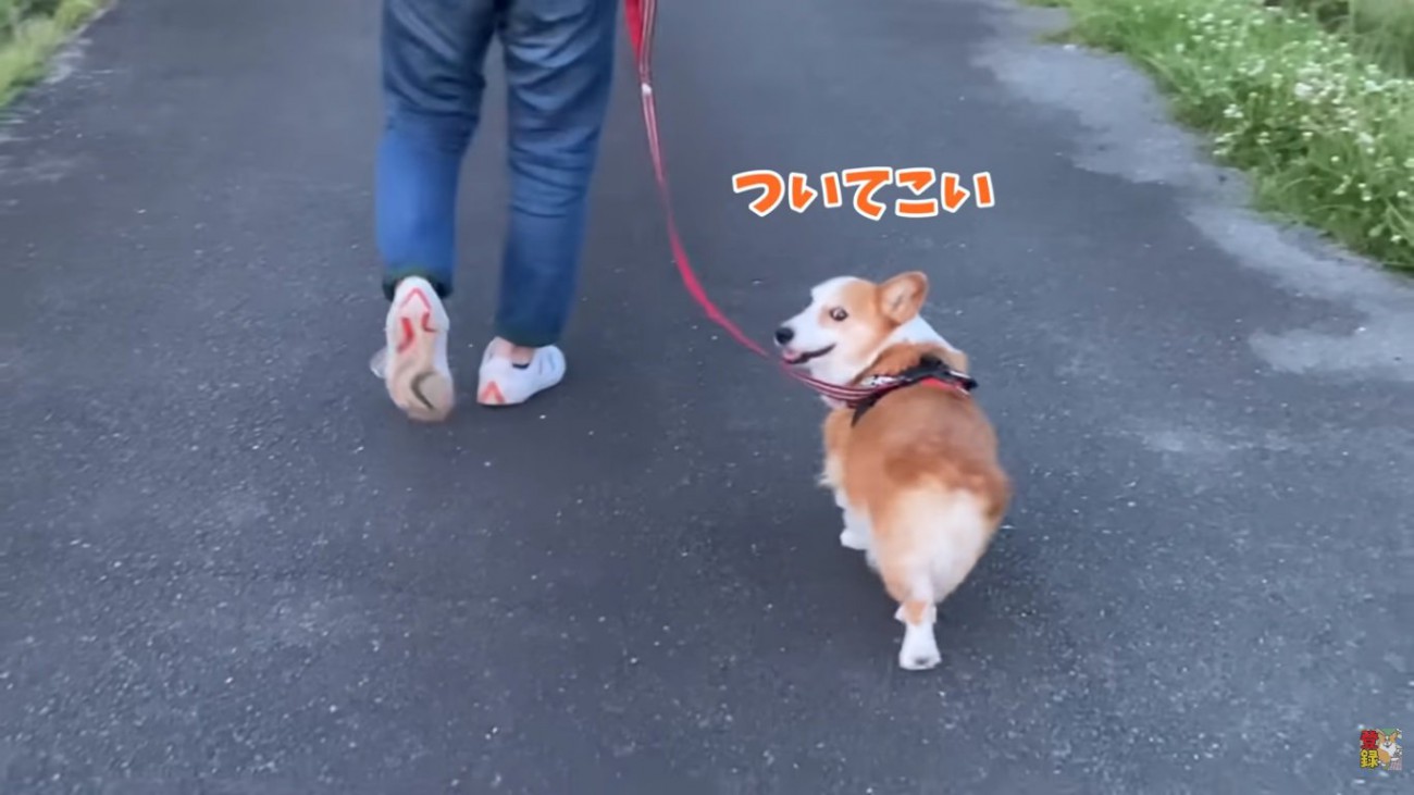 先導するはなちゃん