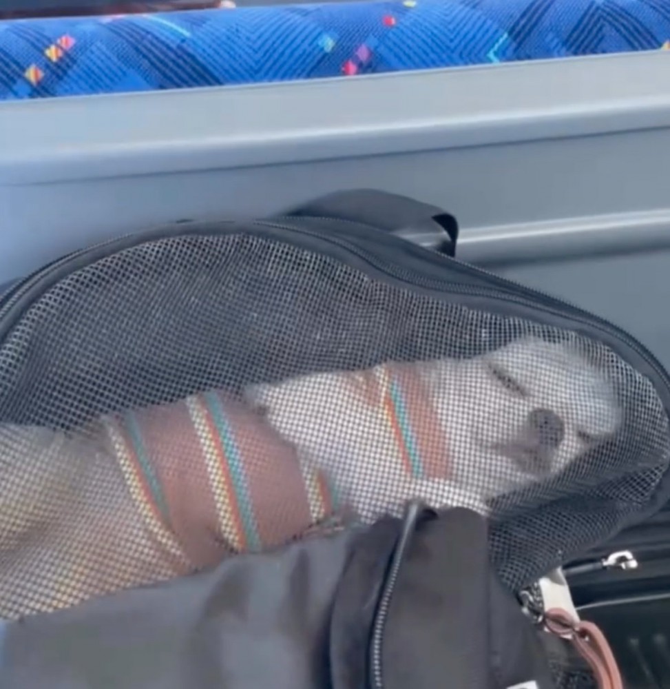 ぐっすり眠る犬