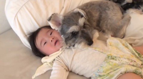 赤ちゃんを枕にするトトちゃん6