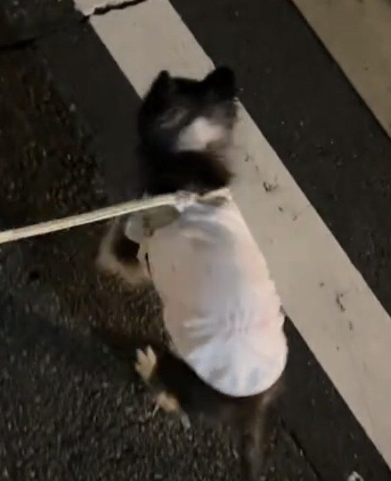 少し浮き上がった犬の体