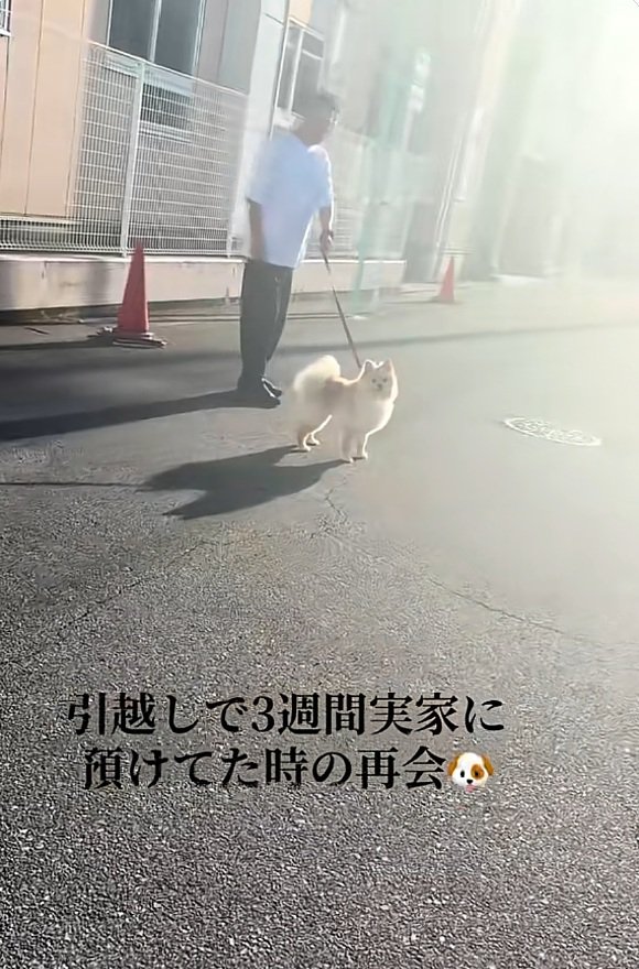 飼い主さんを凝視するサニーくん