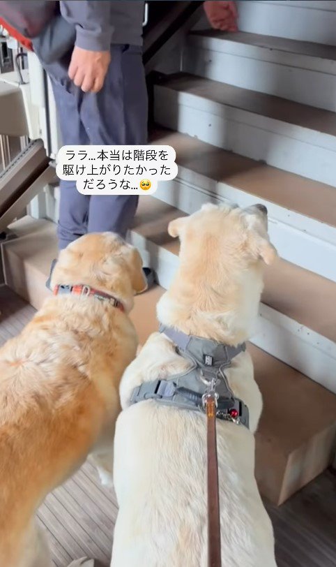 ララちゃんとユーザーさんの再会