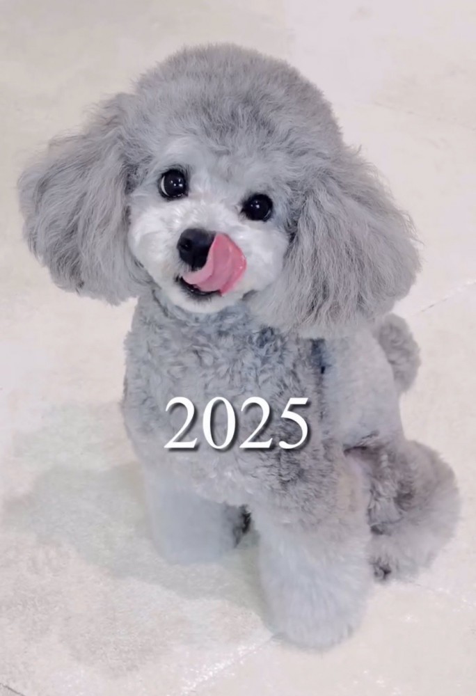 舌をペロリと出した成犬の犬