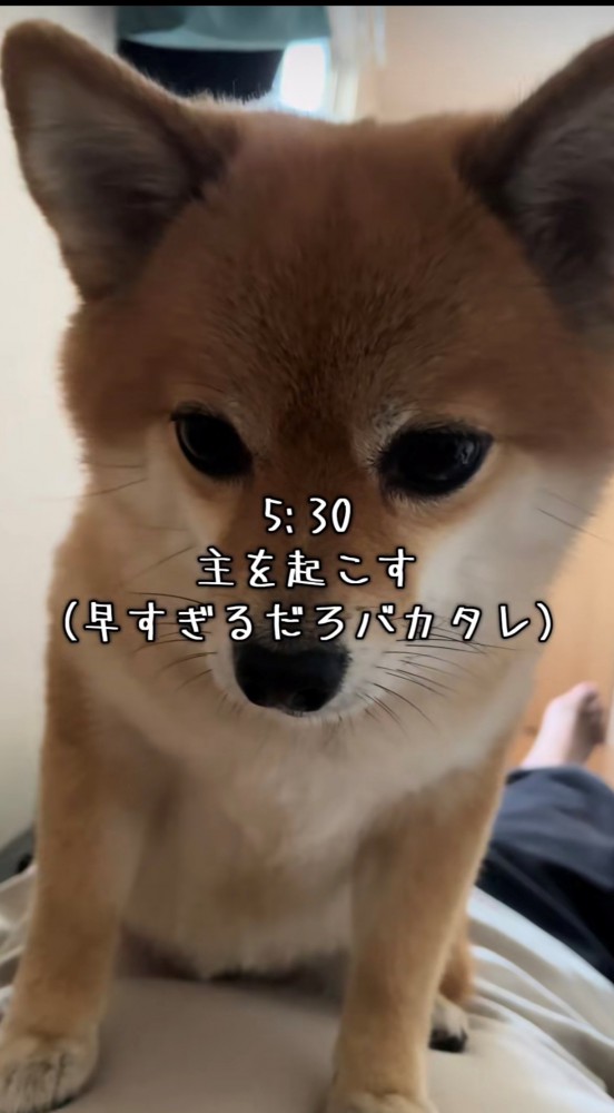飼い主を見下ろす犬