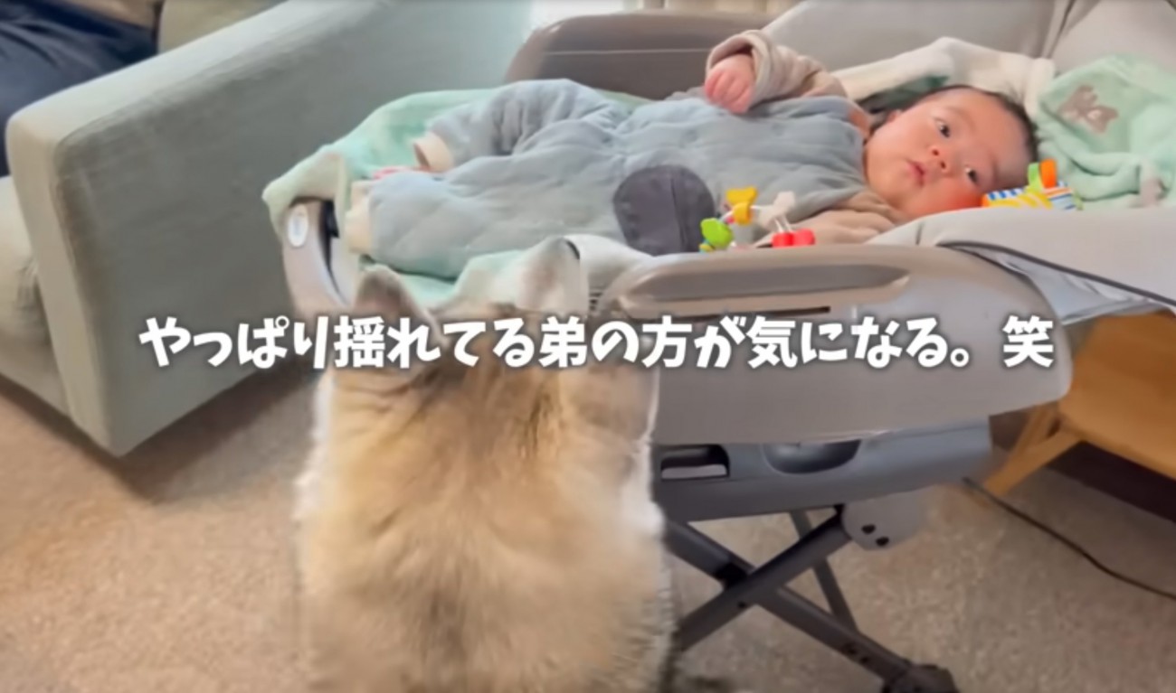 赤ちゃんを覗き込む犬