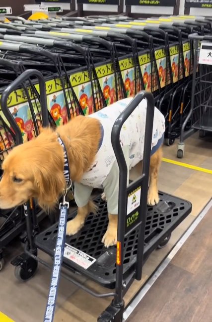 カートを間違えたならちゃん