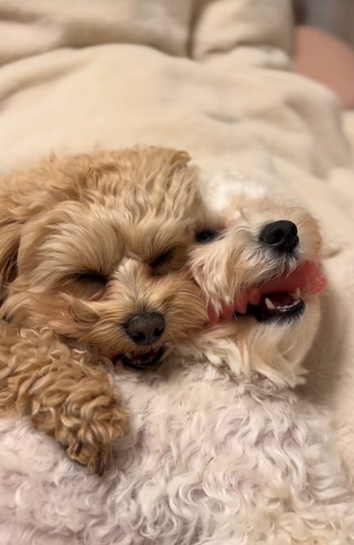 くっついて眠る小型犬達