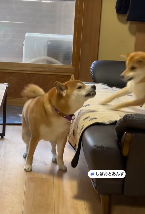 あんずちゃんもびっくり