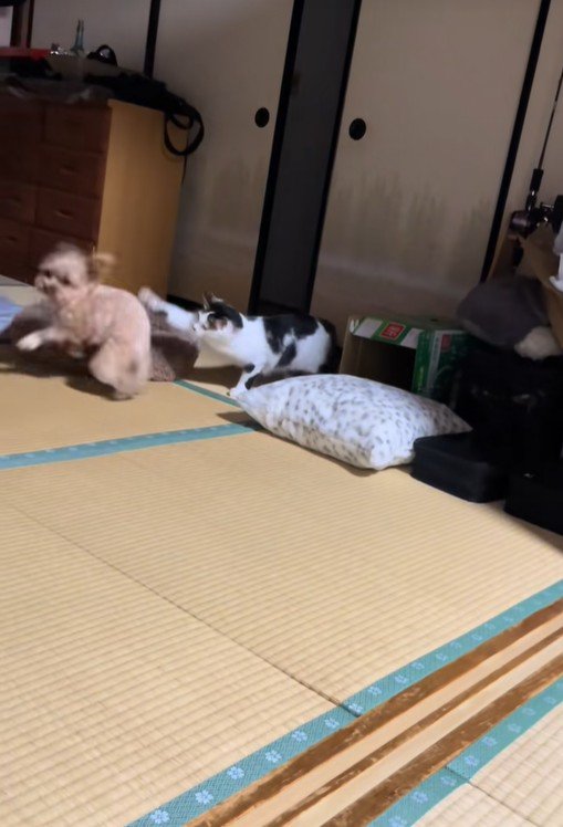 ビビちゃんを遊びに誘うイヴちゃん5