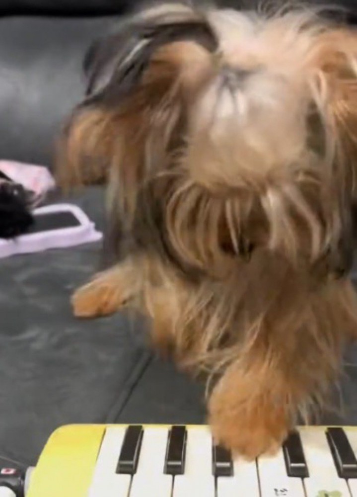 さっきとは逆の前足で鍵盤を押す犬