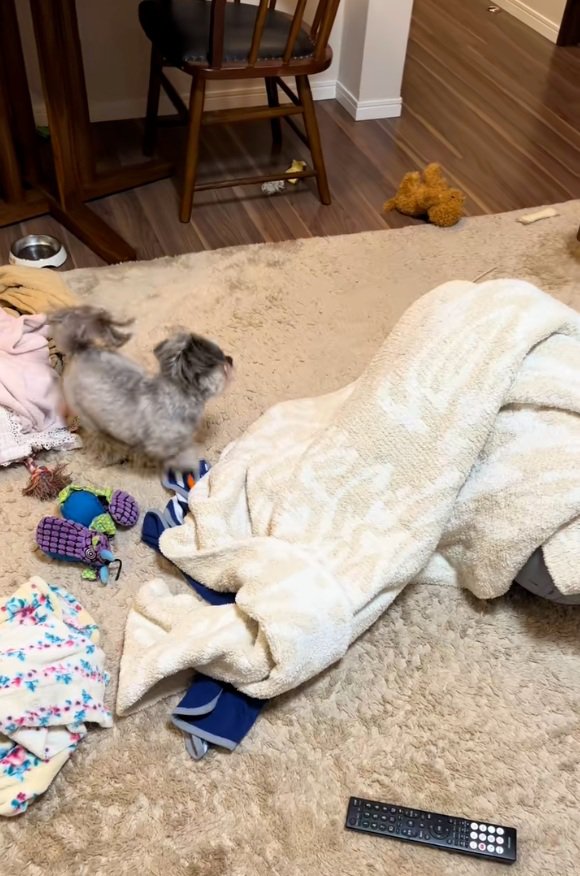 パパを探すピーターくん