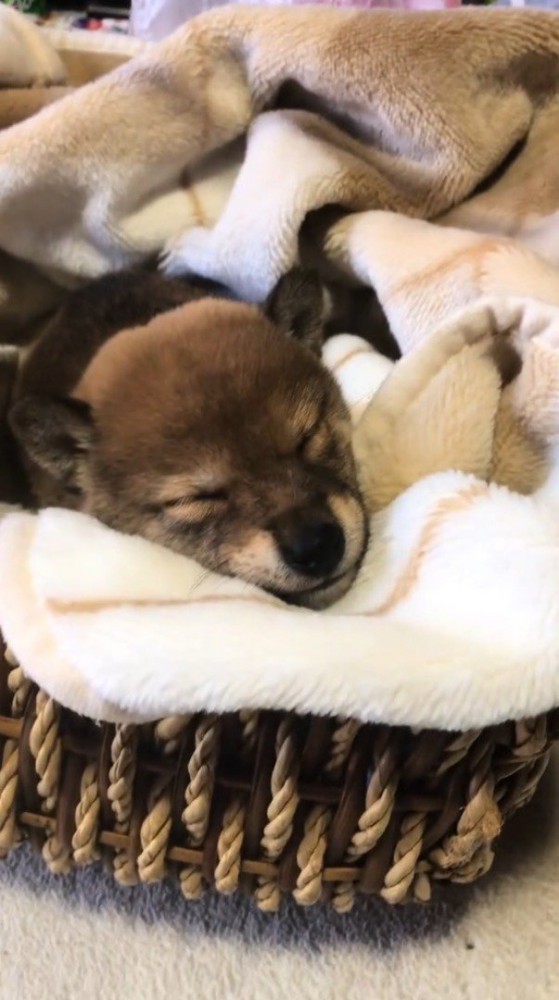 タオルの上でスヤスヤと眠る子犬