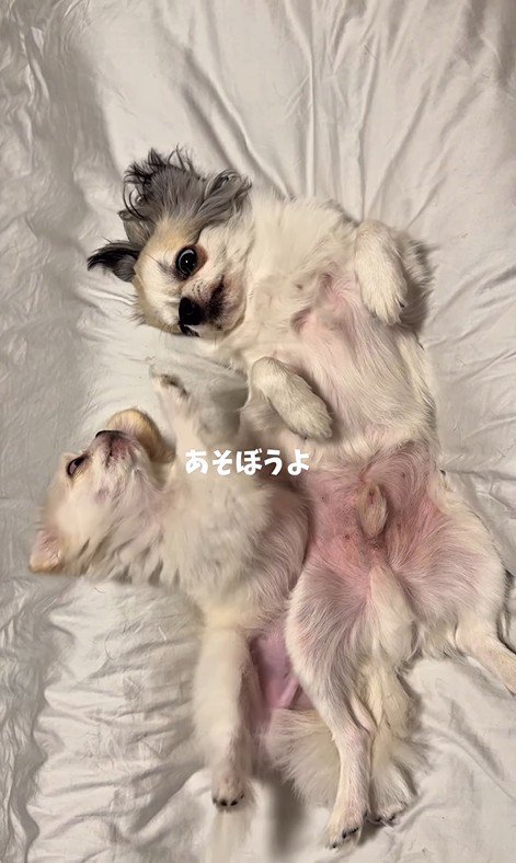 ぽてと君とお兄ちゃん犬