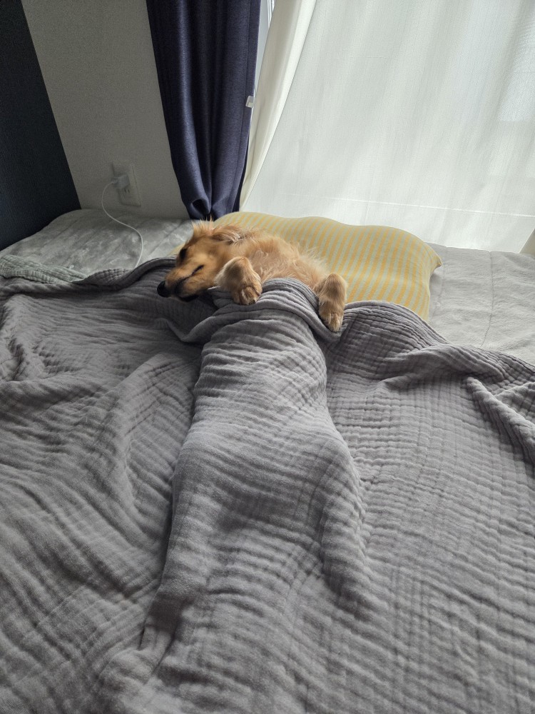 ダックス