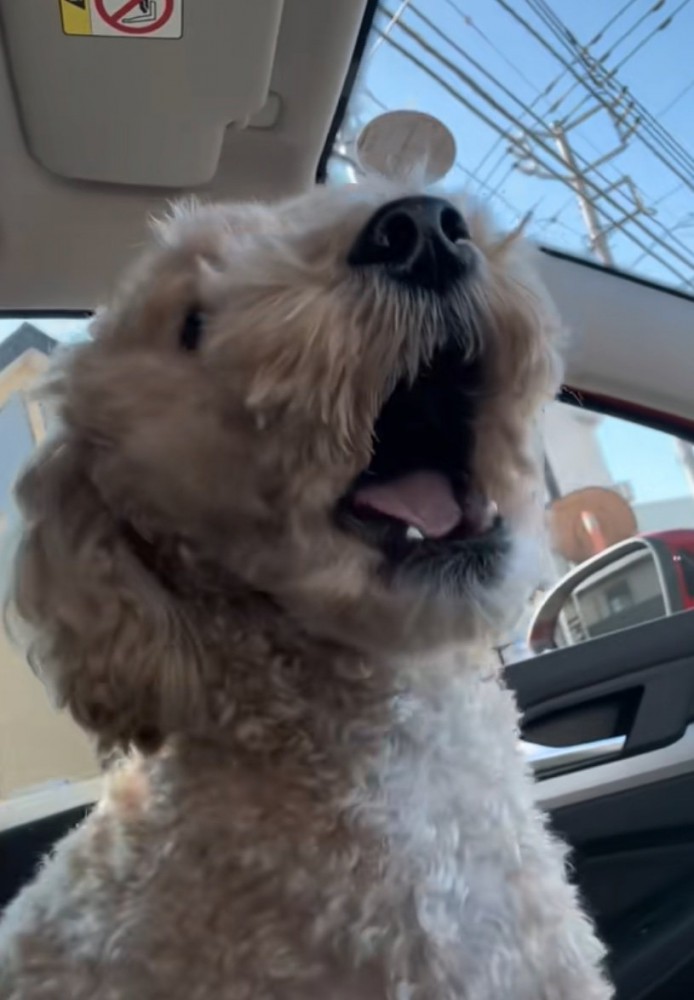 鳴き出す犬