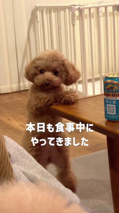 テーブルに前足をついて、後ろ足を足踏みする犬