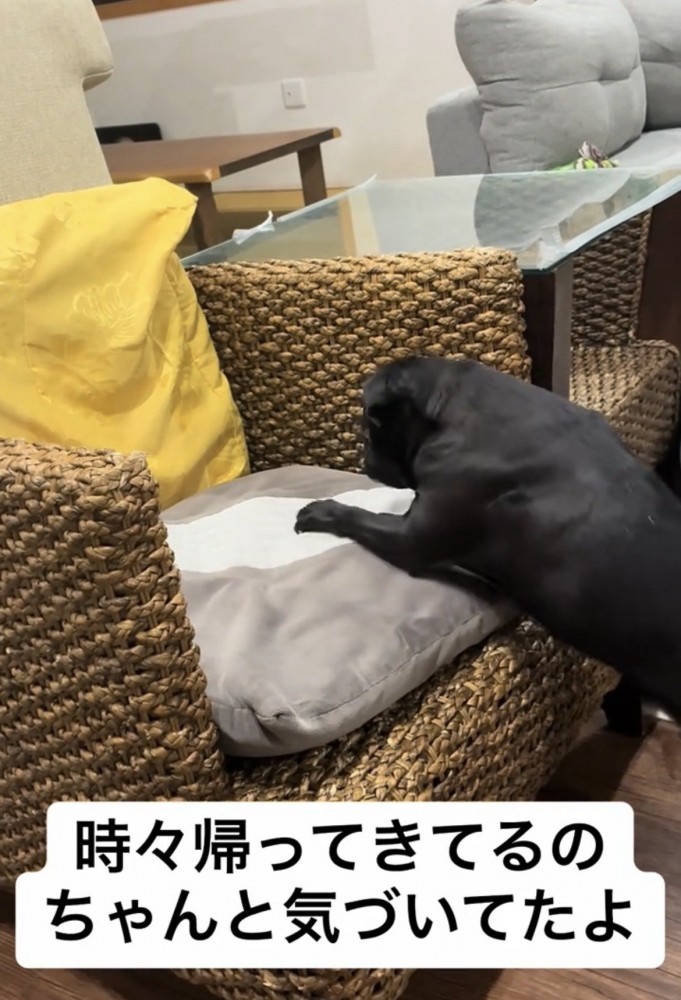 じっとクッションを見つめる犬