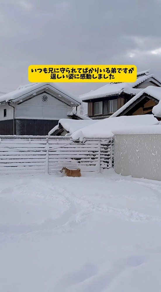 弟の背中が頼もしい…