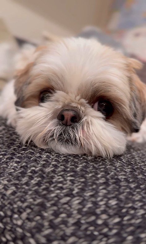 赤ちゃんが大好きなピコちゃん