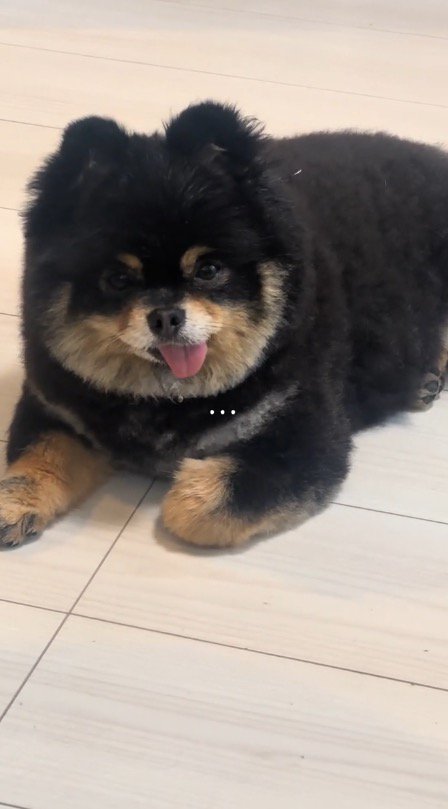 飼い主の言葉を聞いて黙る犬