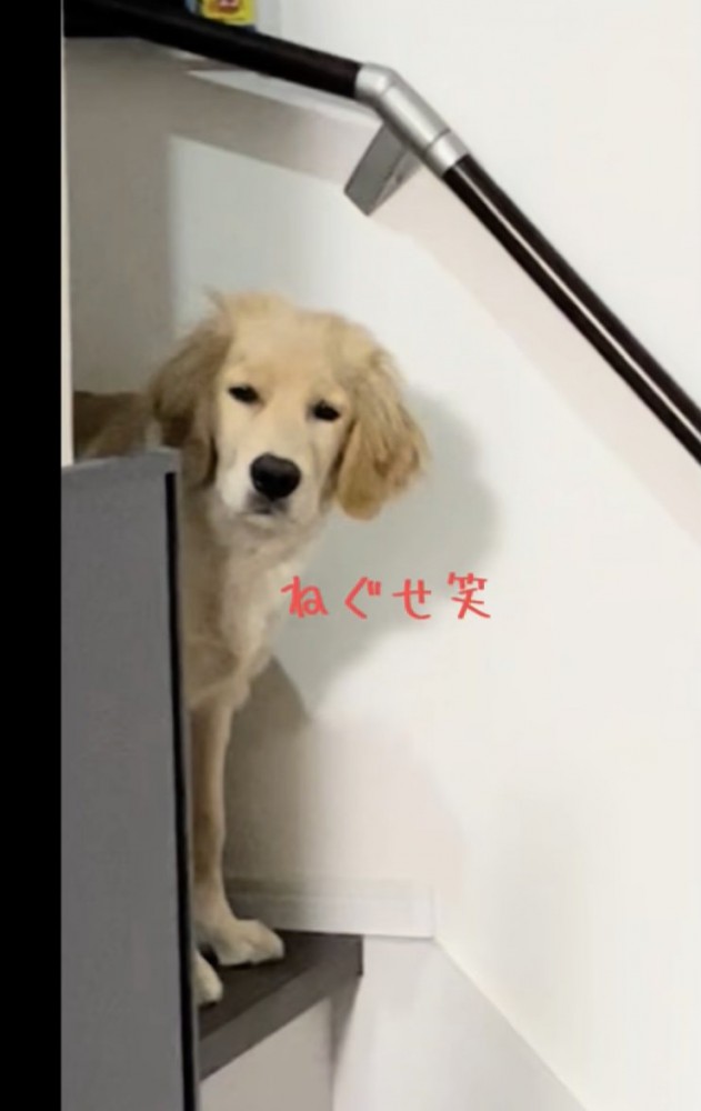 頭の毛がピョンッ