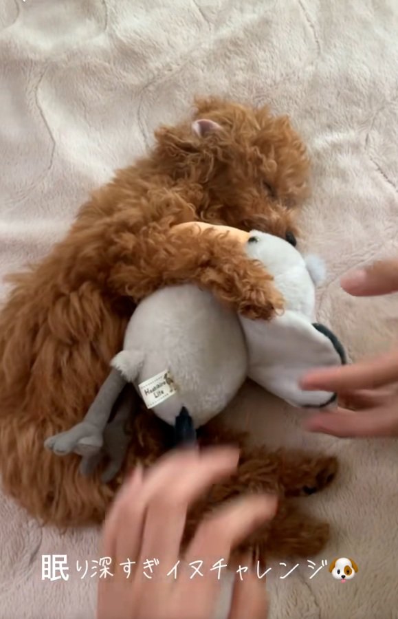 ぬいぐるみを抱えて眠るシャルマンくん