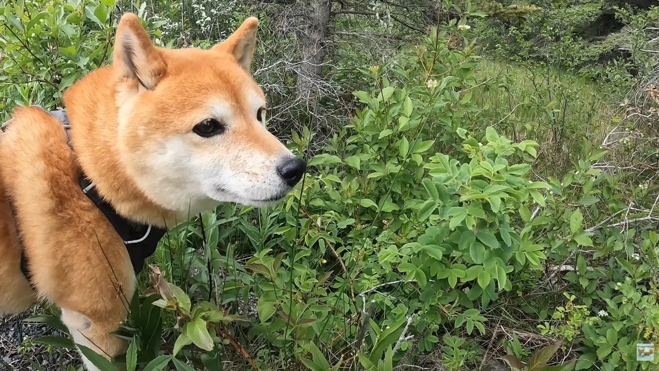 自然に囲まれて気持ち良さそう！