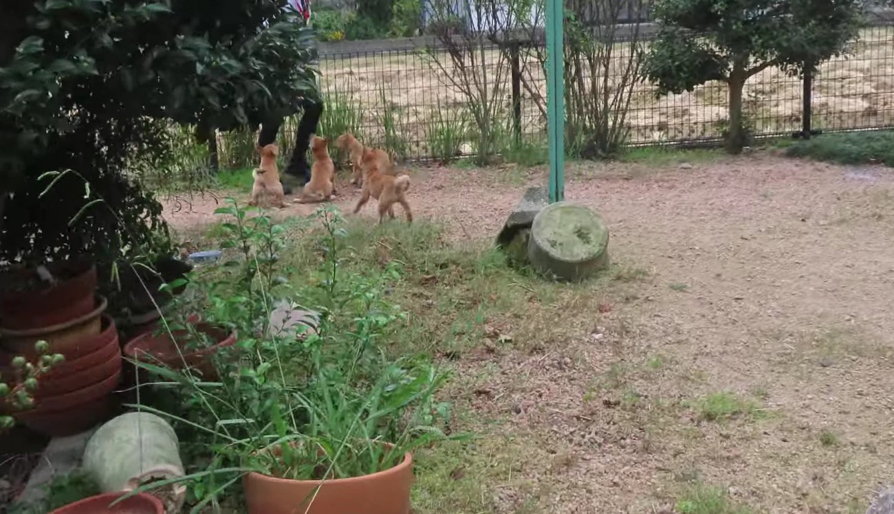 ピョンピョン跳ねて大喜び