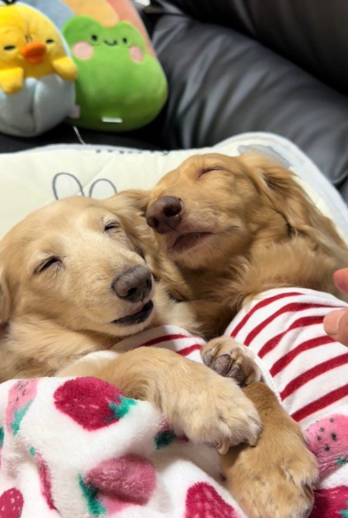 幸せそうな寝顔♪