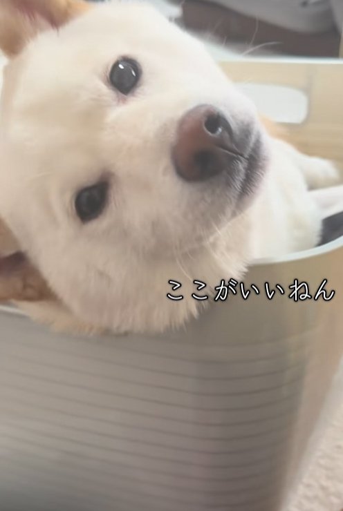 洗濯カゴの中で寛ぐ柴犬