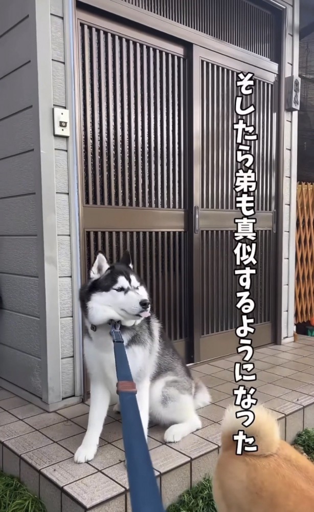 玄関前で座って待つ犬