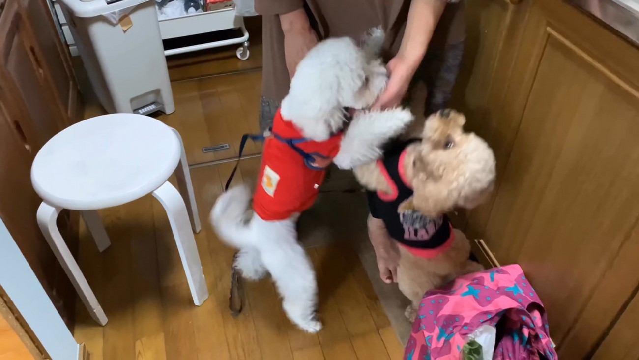 全力で甘え続ける2匹♡
