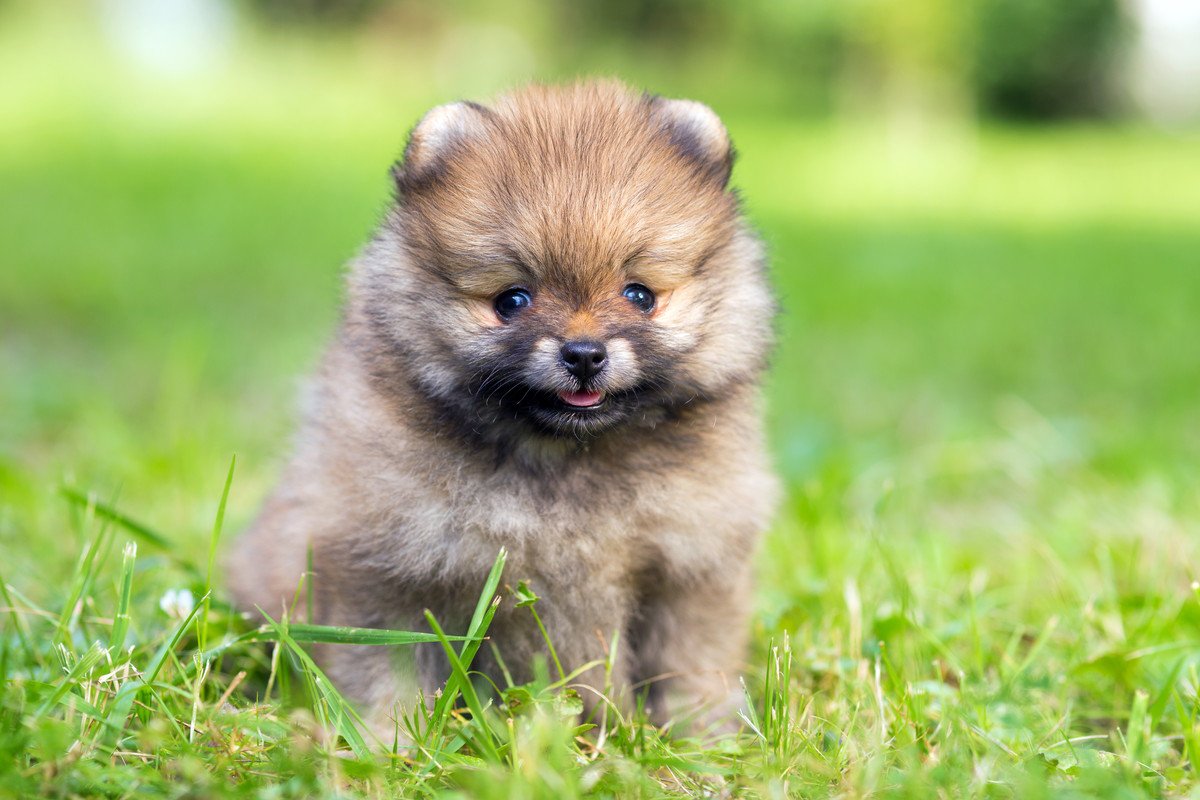 なぜ子犬は成長すると毛色が変わるの? | わんちゃんホンポ