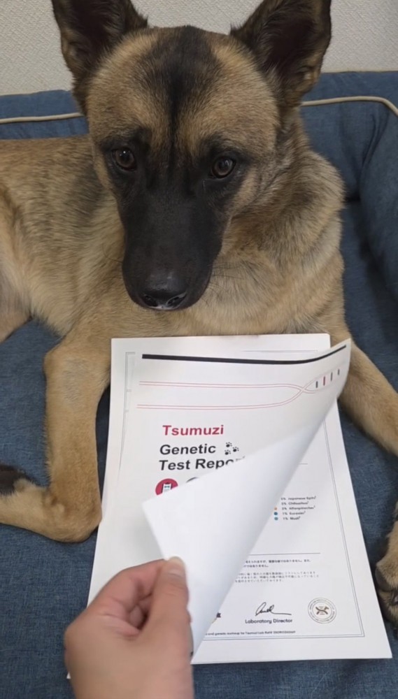 鑑定レポートがめくられる瞬間の犬