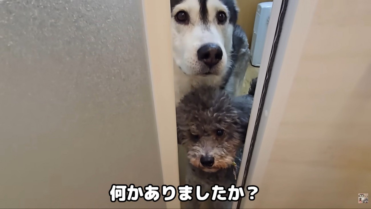 きゅうちゃんもお顔をひょっこり