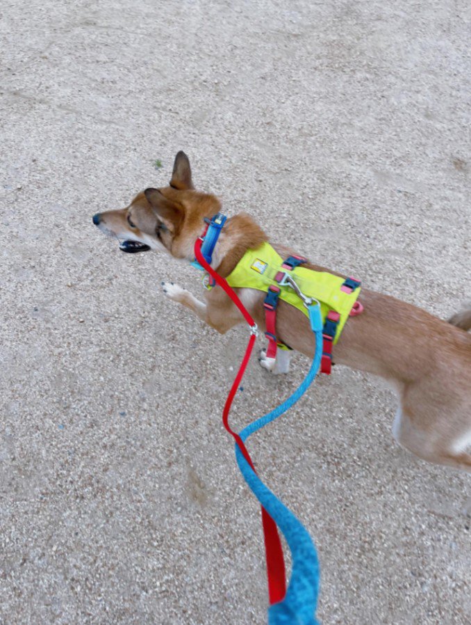 風ちゃんの日常3