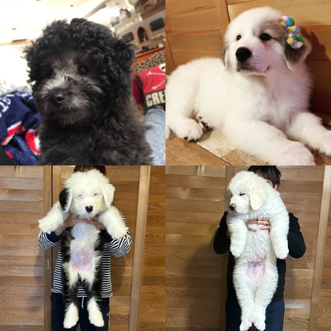 シュシュ・むぅむぅ