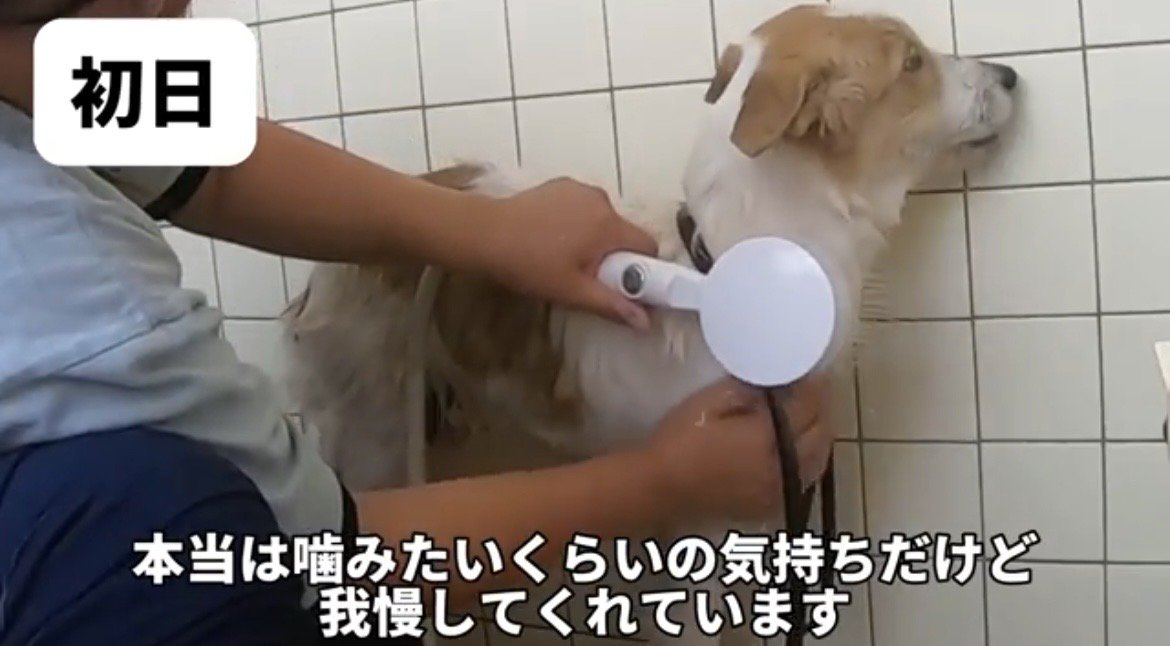 壁に顔を向けながらシャンプーされる犬