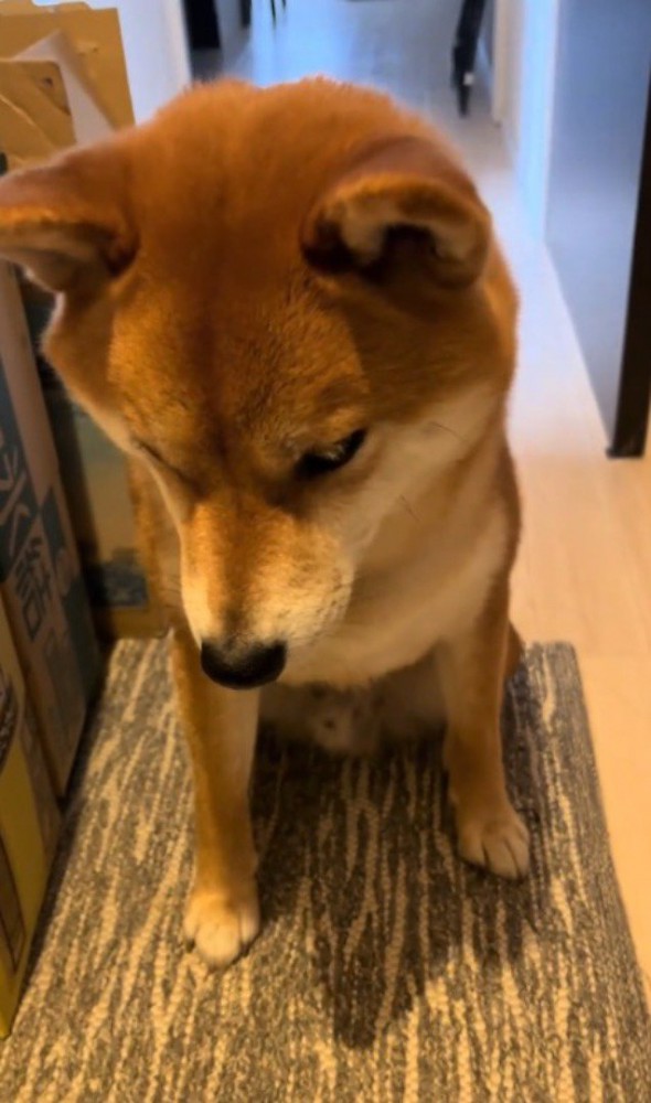 座ったまま下を向く犬