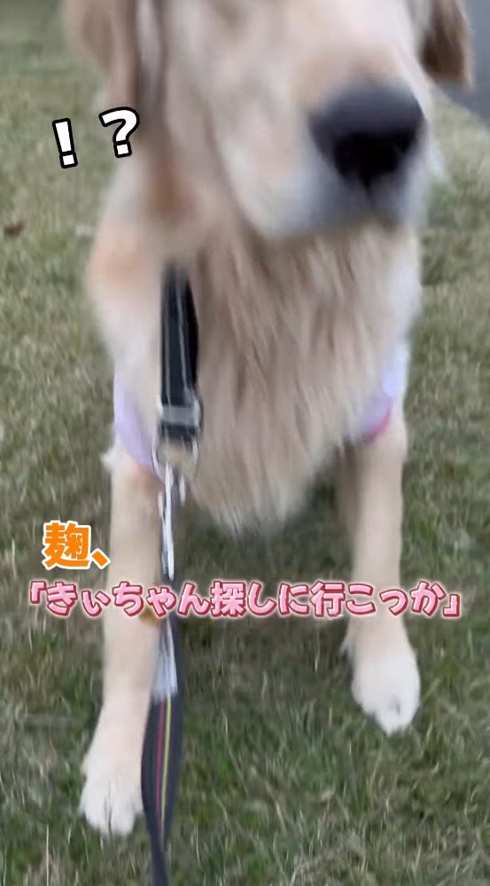 女性の言葉を聞いて立ち上がる犬