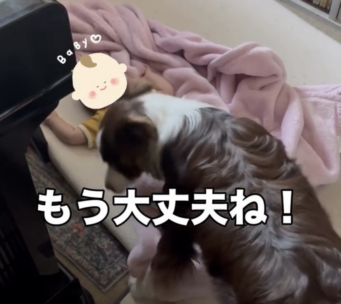 赤ちゃんから離れる犬