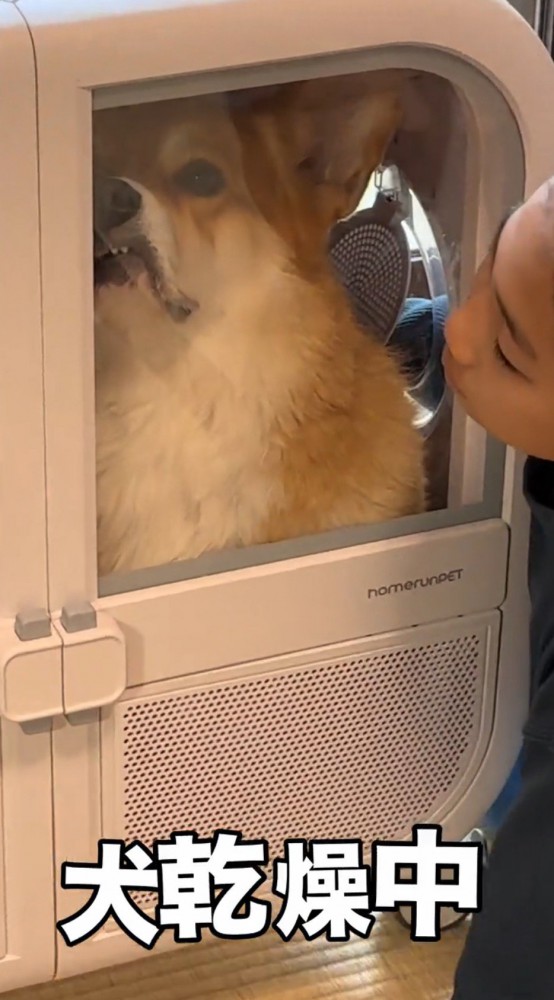 ドライヤーハウスの中で顔を歪める犬