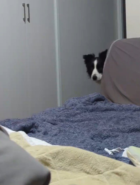壁の陰から顔を覗かせる白黒模様の犬