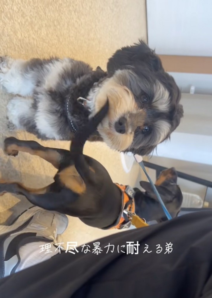 真顔で耐えている…