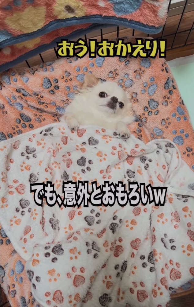 寝転がりながら視線を寄越す犬