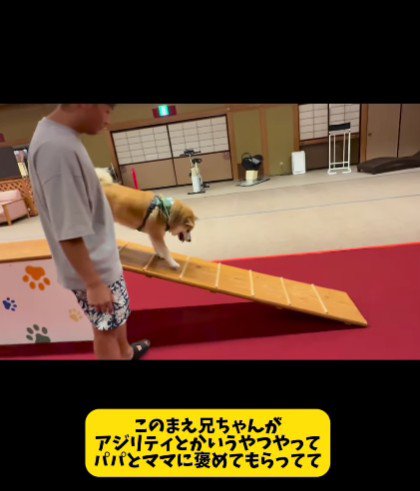 おもちちゃんがアジリティに挑戦