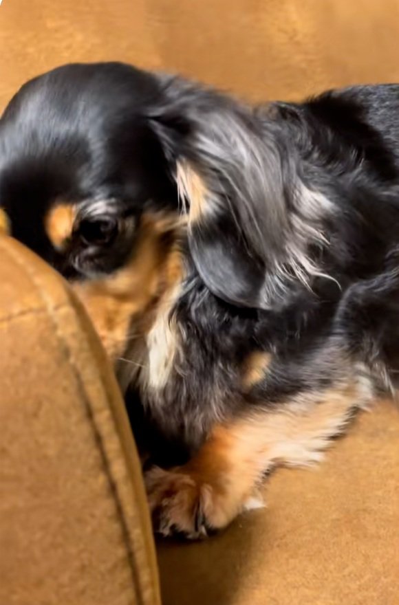 反省するまるちゃん